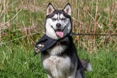 Couple sacrifice new kitchen to rescue husky puppy from Chinese meat market