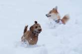 Met Office share when snow will hit Birmingham amid 'deep lows crossing the region'