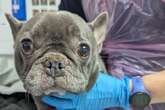 French bulldog abandoned in 'terrible state' in Willenhall after being 'used for breeding'