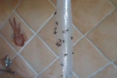 West Midlands families wake up to 'swarms' of creatures 'terrorising' estate