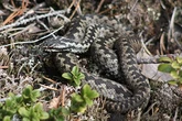 Tourist in Spain 'lucky to be alive' after 'grabbing' snake for photo