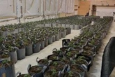 Inside £1m Ladywood cannabis factory busted after tip-off