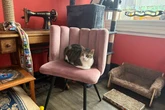I found a 'purr-fect' place to visit with children this half term and it costs just £5
