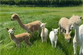 The 'cute' baby alpacas you can hand feed at 'tranquil' farm near Birmingham