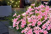 Amazon's £21 garden solar lights that 'look like flowers' are 'beautiful day and night'