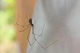 Spiders 'flee homes' thanks to homemade repellent