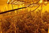 Solihull probe after Large £200,000 cannabis farm found in millionaire's row