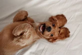 Birmingham families warned over cruel gangs tricking people into buying sick dogs