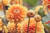 Pick-your-own flower field opening in West Midlands for touching reason