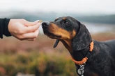 Dog owner credits 89p food for improving poorly pup's quality of life after vet scare
