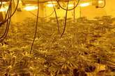 500 cannabis plants seized during police raids in Coventry as three arrested