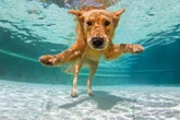 The lido opening for a 'doggy splash' just 45 mins from Birmingham