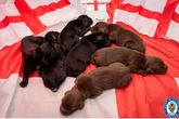 Kane-ine team - police name puppies after England stars ahead of tonight's kick-off
