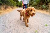 Dog owners warned about poisonous objects that start appearing on ground in September