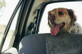 Dog owners 'face three points on driving licence' over little-known problem