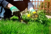 UK households urged to follow 'game changing' gardening hack to stop weeds forever