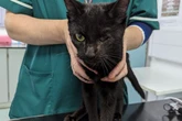 Eight dead cats found inside freezer at filthy Stourbridge home as more rescued