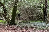 Full police statement after 'multiple bodies' found in UK woods