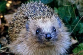 UK households urged to act if they see hedgehogs in garden