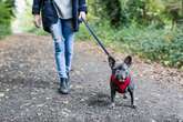 Vet warns all UK dog owners to take 'simple precautions' this week