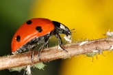 UK households told how to get ladybirds out of house as England 'invaded'