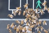 Heatwave could trigger 'massive' swarms of 50,000 'deafening' bees that 'look like danger'