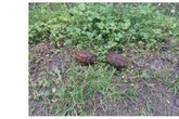 Midlands residents at 'significant risk' over five missing grenades