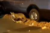 Birmingham dashcam catches moment fantastic fox drags snake across city street