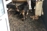 'Greedy' pair ran 'horrifying' puppy farm from two-bedroom house as 60 dogs rescued