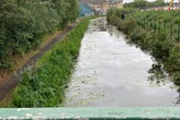 Geese found dead by Walsall Canal in suspected poisoning attack