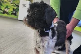 Christmas wishes to fill dishes - Birmingham Dogs Home needs you this festive season