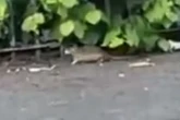Shock as rats scuttle about in Birmingham park in broad daylight
