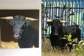 Update on rescued Birmingham bull that roamed city streets and the gesture to help secure his future