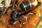 'Bee-killing' hornets return to UK with more than ever spotted this year