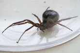 Six areas on 'high alert' as venomous spider invading UK households