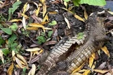 'Crocodile' in Midland canal as police issue 'strangest appeal ever'