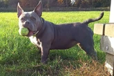 West Midlands pet owners warned over surge in thefts