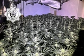 Man arrested as police bust £500k cannabis farm