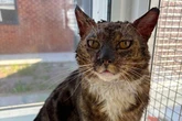 Mystery as badly burned cat abandoned at vets and the public are reacting in the kindest way