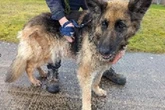 Birmingham dog owner banned after claiming he didn't notice German Shepherd's huge cancerous tumour