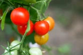 Grow your own tomatoes with Amazon's £14 3-piece plant set