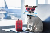 Birmingham Airport guidance for passengers who are travelling with pets