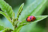 Woman, 35, tells of distress after hundreds of ladybirds invade her home