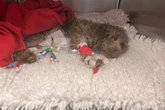 Police probe park attack after puppy savaged by off-lead dog who was 'in for the kill'