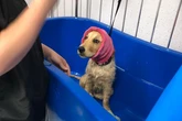 Here’s what happened when I took my puppy to the groomers for the first time
