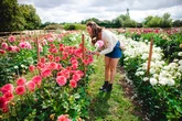 A 'spectacular' PYO flower field is opening near Birmingham this summer