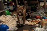 Cruel dog owner left 'emaciated' pets to die in filthy house when she moved out