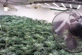 Police make arrest after hundreds of cannabis plants found at Midlands property