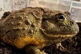 Frog snatched from petting farm leaving kids and staff 'devastated and heartbroken'