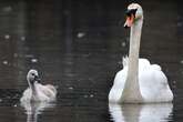 Swan struck and killed by vehicle as police issue appeal to trace driver